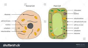 We did not find results for: Animal And Plant Cells Diagram Quizlet