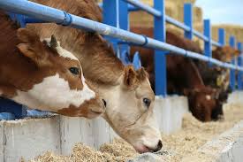 Soruları vatandaşlar tarafından merak konusu oldu. Kurban Hazirliklari Basladi 2021 Kurban Bayrami Ne Zaman Ayin Kacinda Bayram Tatili Kac Gun Olacak