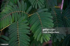 Image result for Acacia ataxacantha