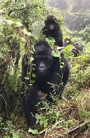 Africa Eco Business Swd Green2stay Terraincognita Ecotours Great News From Uganda The Mountaingoril Ecotourism Mountain Gorilla Sustainable Tourism
