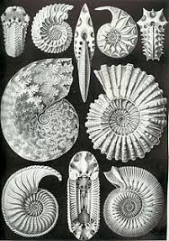 Ammonite facts and ammonites fossils for sale. Ammonoidea Wikipedia