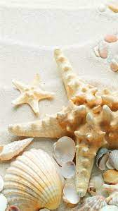 Nature shells starfish seashells marine sea wallpaper. Pure Seaside Beach Starfish Seashell Iphone 8 Wallpapers Free Download