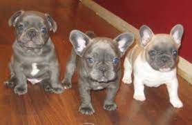 I selectively breed her to an akc french bulldog for the perfect combination. Blue Chocolate French Bulldogs Only A Few Spots Left Bulldog French Bulldog Chocolate French Bulldog