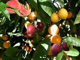 Chojuro is ready in september while drippin' honey waits'til october. 8 Best Multi Fruit Tree Ideas Fruit Tree Fruit Trees