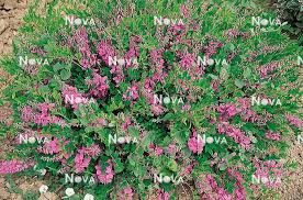 Image result for Indigofera kirkii
