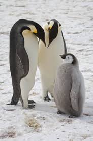 Photograph by joel sartore, national geographic photo ark. Throng Of New Penguin Colonies In Antarctica Spotted From Space Environment The Guardian