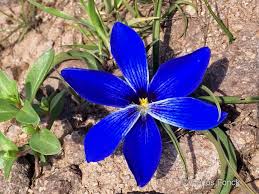 Image result for Tecophilaeaceae