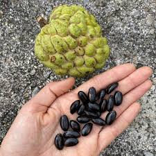 Image result for Annona squamosa