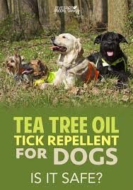 Tea Tree Oil Dog Spray Recipe For Fleas And Ticks Five Spot Green Living Tea Tree Oil Dogs Dog Spray Tea Tree Oil