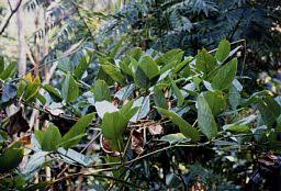 Image result for Marantochloa leucantha