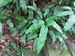 Image result for Diplazium humbertii