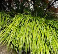 Image result for hakonechloa macra nicolas