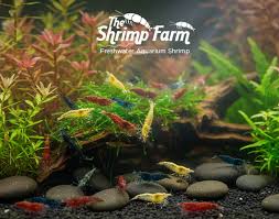 Image result for Stolzia repens