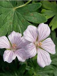 Du fait de leurs milieux. Geranium Vivace Sanguin Pink Pouffe Geranium Vivace Vivaces Geranium