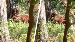 Clearest capture of Bigfoot ever' surfaces online and people are freaking  out