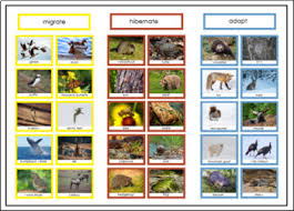 Time to sleep is a delightful book for preschoolers. Animals In Winter Hibernate Migrate Adapt Sorting Activity Tpt