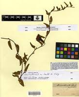 Image result for Turbina oblongata