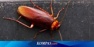 Sosok hantu ini dikenal mengerikan dengan wajah busuk ataupun pucat. Kecoak Bersarang Di Telinga Perempuan As Apa Pelajaran Untuk Kita Halaman All Kompas Com