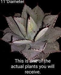 Image result for Pavetta pygmaea