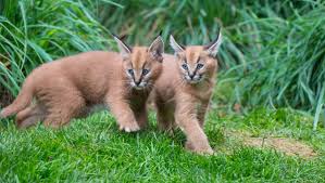 Since we have the largest cat breeder directory on the internet with over 3,000 different catteries listed from across the globe, you can be sure to find. Caracal Kittens Exploring Outdoor Space At Oregon Zoo