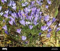 Image result for Brachystegia torrei