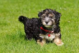 Black And Tan Puppies Black And Tan Havanese Pup 8 Weeks Havanese Puppies Havanese Puppies