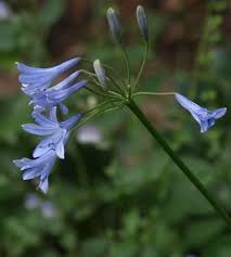 Image result for Agapanthus campanulatus