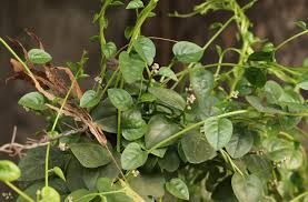 Image result for Basellaceae