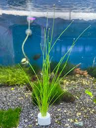 Image result for Eleocharis brainii
