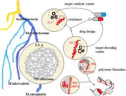 Modeling Nontuberculous Mycobacterial Infections In Zebrafish: Trends In  Microbiology