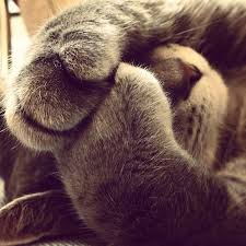 Aww Look At That Kitty Covering Her Face With Her Paws Catpaws Sleepycat Cutecat Cats Sleepy Cat Beautiful Cats