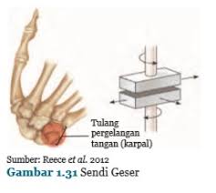 Sendi Pada Sistem Gerak Manusia - Buku Sekolah