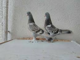 Ali Ayden Adli Kullanicinin Pigeon Turkesh Panosundaki Pin Evcil Hayvanlar Hayvanlar Hayvanlar Alemi