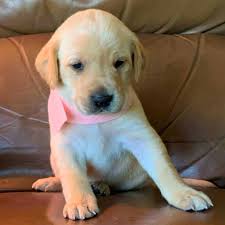 Beautiful fox red and cream lab puppies, males. Bell S Labradors Purebred Labrador Retrievers