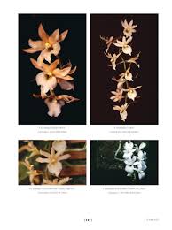 Image result for Aerangis collum-cygni