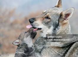 Image result for wolf cub