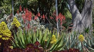 Image result for Aloe myriacantha