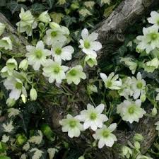 Maybe you would like to learn more about one of these? Clematis Early Sensation Groenblijvend Clematisonline Nl