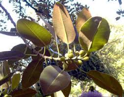 Image result for Ficus pseudomangifera