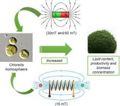 Desenvolvimento, representação e comercialização de equipamentos e produtos (sofware e hardware) de segurança informática. Increased Lipid Synthesis In The Culture Of Chlorella Homosphaera With Magnetic Fields Application Bioresource Technology X Mol