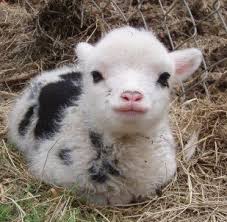 Paradise Valley Farm Cute Animals Babydoll Sheep Cute Baby Animals