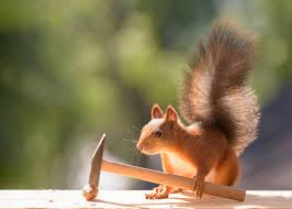 Ted wioncek iii went on an adventure with writer/director/actor warren and explored the world of wheels. Squirrels Will Stop At Nothing To Get Into Their Nuts In These Clever Photos