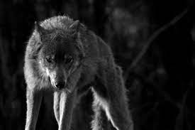 And they understood that we enjoy getting out of the and shopping outside we just, as of this moment, consume differently, we, the consumers, are still consuming in physical stores. A Feud In Wolf Kink Erotica Raises A Deep Legal Question The New York Times