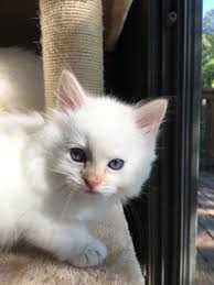 Since no cat is completely hypoallergenic, you still may find some issues owning one. Winterbrook Siberians Kansas Kittens For Sale Sweetie Kitty 2021