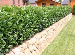 Der kirschlorbeer 'etna' ist eine zierde für jeden garten [foto: Muller Munchehof Pflanzen Gmbh Pflanzen Fur Forst Landschaft Und Garten Kirschlorbeer Etna Im Topf Container