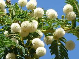 Image result for Acacia sieberiana