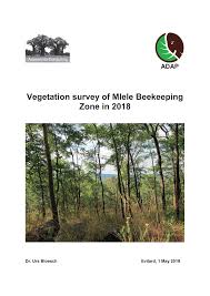 Image result for Cassipourea mollis