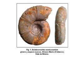 Nombran nuevo fósil para honrar a la ESIA, IPN