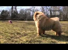 Dogs 101 Chow Chow Chow Dog Breed Chow Chow Dogs Dogs 101