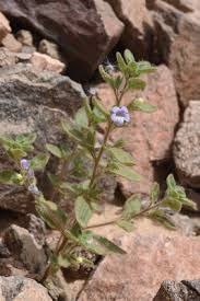 Image result for Anticharis senegalensis